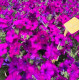 Петунія ампельна Gioconda F1 Deep Violet, 100 шт, Farao